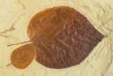 Plate with Three Fossil Leaves (Three Species) - Montana #269441-2